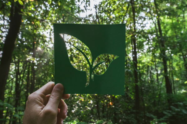 Discovering Eco Adventures: Connecting with Nature Sustainably