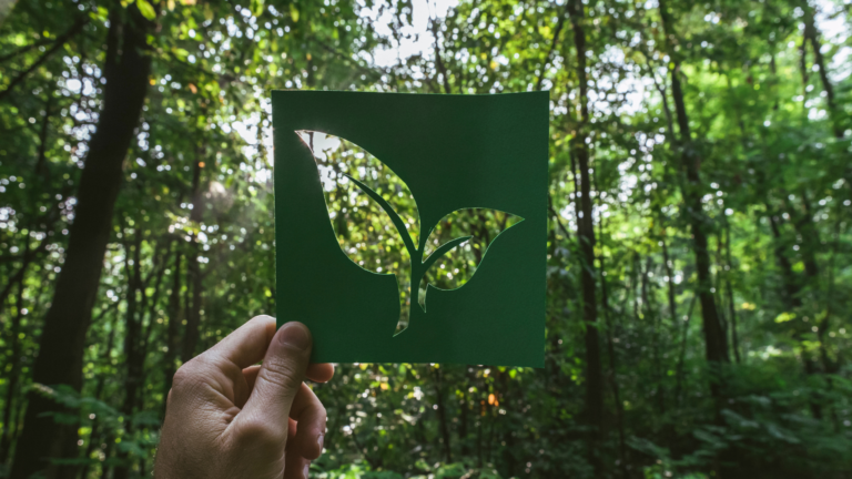Discovering Eco Adventures: Connecting with Nature Sustainably