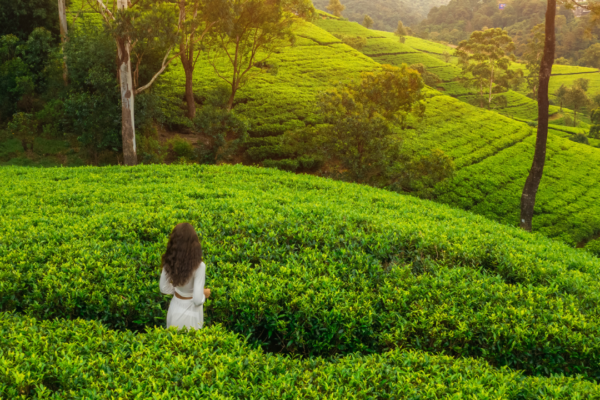 Top Eco-Friendly Travel Destinations: Sustainable Getaways for Responsible Tourists