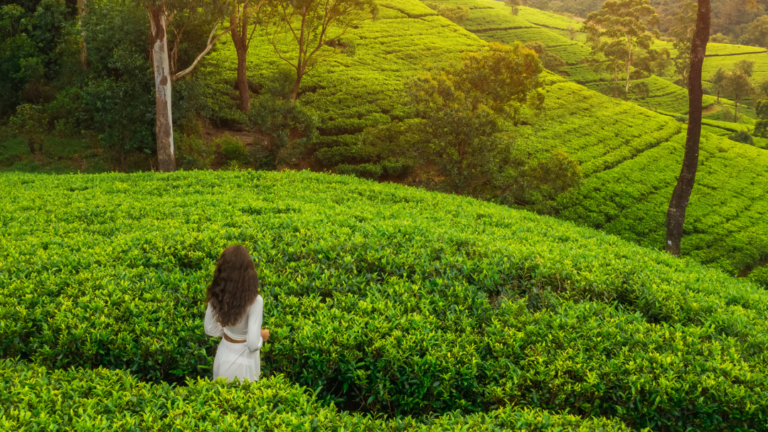 Top Eco-Friendly Travel Destinations: Sustainable Getaways for Responsible Tourists
