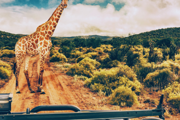 What is Responsible Wildlife Tourism: Understanding Sustainable Practices and Ethical Guidelines