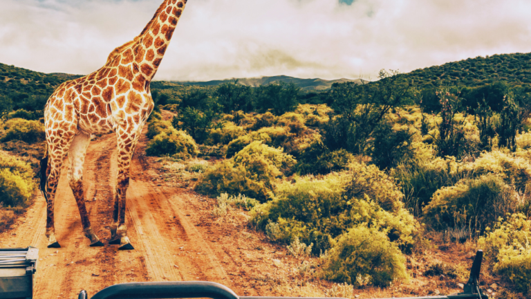 What is Responsible Wildlife Tourism: Understanding Sustainable Practices and Ethical Guidelines